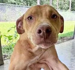 A young medium-sized female Red / Chestnut / Orange Mixed Breed dog named Raine for adoption in Fernandina Beach, FL