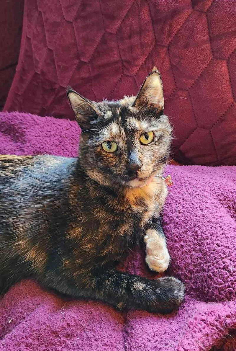 An adult medium-sized female Tortoiseshell Domestic Short Hair cat named Tess for adoption in Belchertown, MA