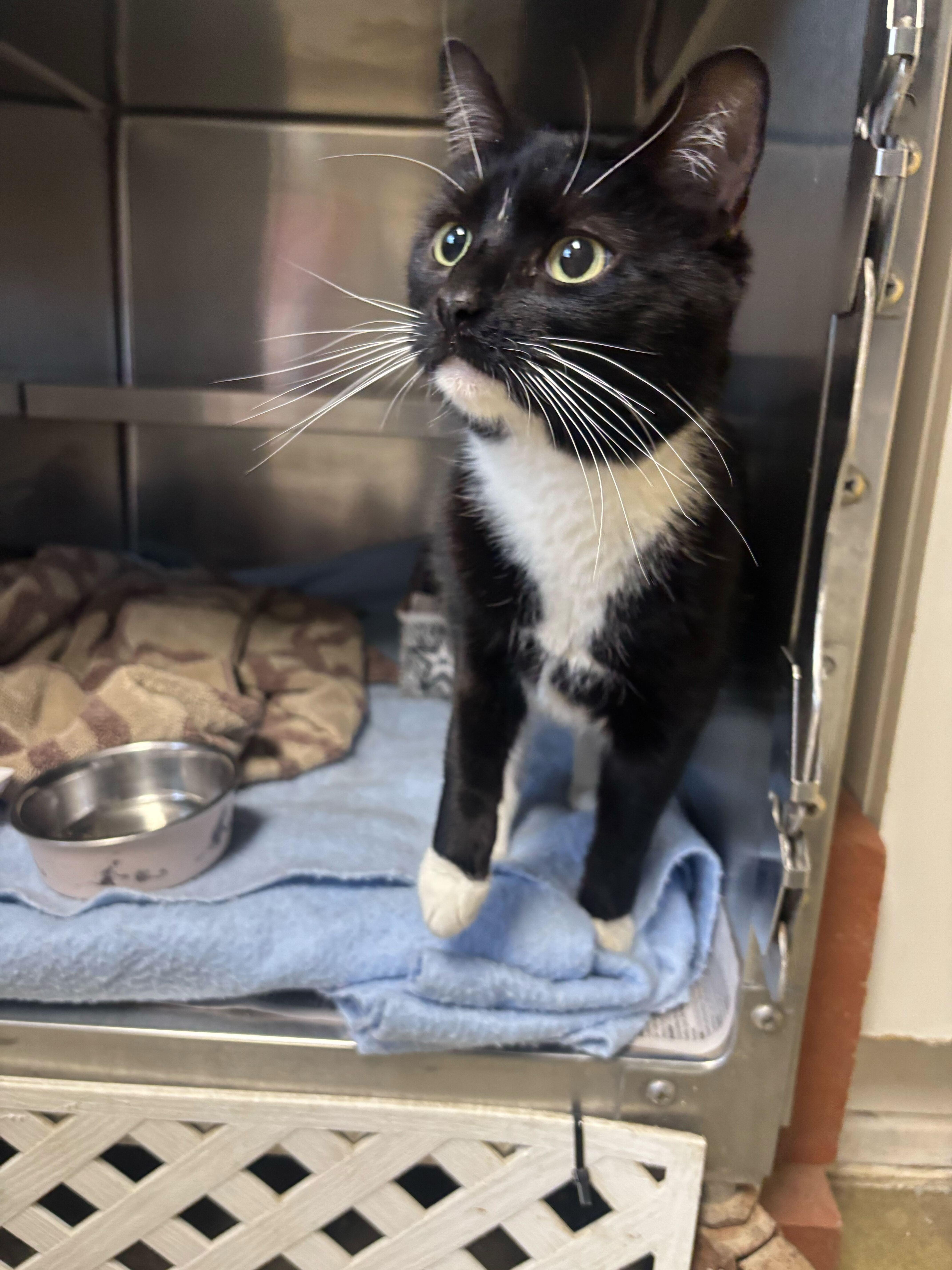 An adult small-sized female Domestic Short Hair cat named Opera for adoption in Manchester, NH