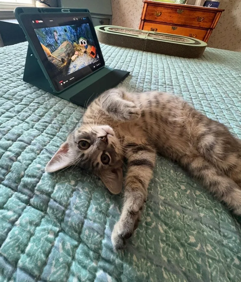 A young medium-sized male Tabby (Gray / Blue / Silver) Tabby cat named Percy for adoption in Columbia, SC