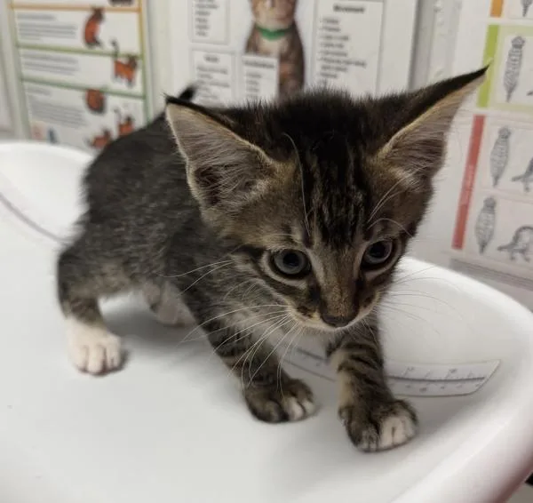 A baby medium-sized male Domestic Short Hair cat named Jack for adoption in Escondido, CA
