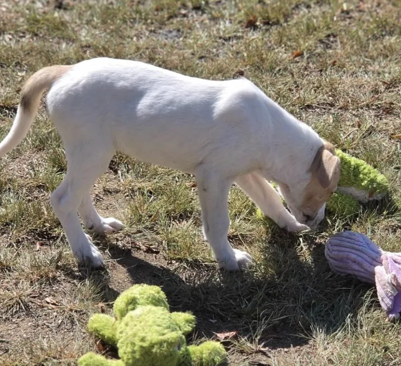 A baby medium-sized female Great Pyrenees dog named Florence for adoption in Morrilton, AR