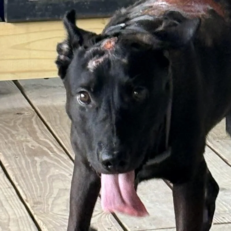 A young large-sized male Black Labrador Retriever dog named Trooper for adoption in Liverpool, TX