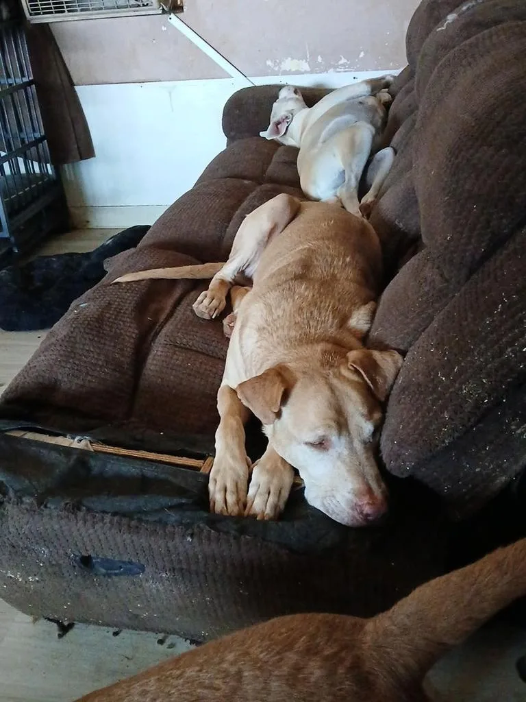 A young medium-sized male Catahoula Leopard Dog dog named Hula for adoption in Pahrump, NV