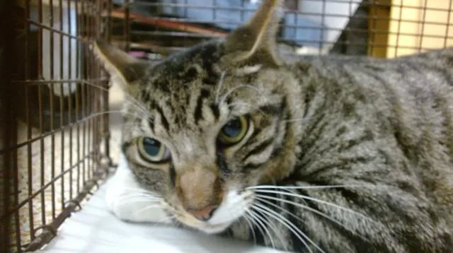 A young small-sized male Domestic Short Hair cat named Loie for adoption in Miami, FL