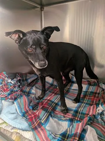 An adult small-sized male Dachshund dog named Snoopy for adoption in Dayton, OH