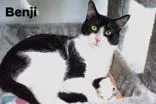 A young medium-sized male Domestic Short Hair cat named Benji for adoption in Clayton, GA