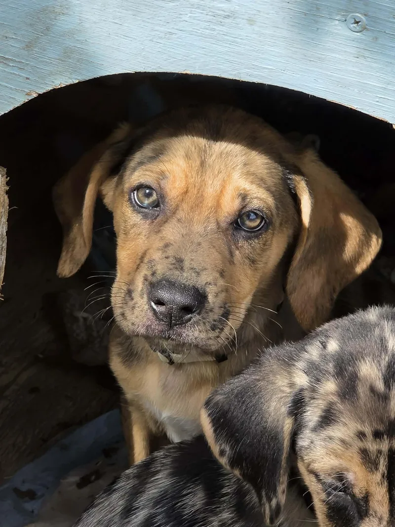 A baby large-sized male Hound dog named Huckleberry for adoption in McHenry, IL