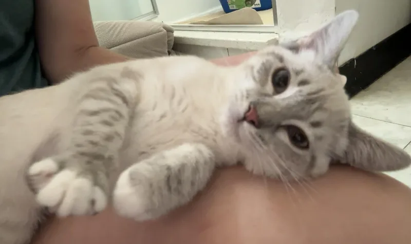 A baby medium-sized female Siamese cat named Latte for adoption in Denver, CO