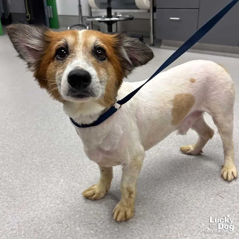 An adult small-sized male Corgi dog named Ozzy for adoption in Washington, DC
