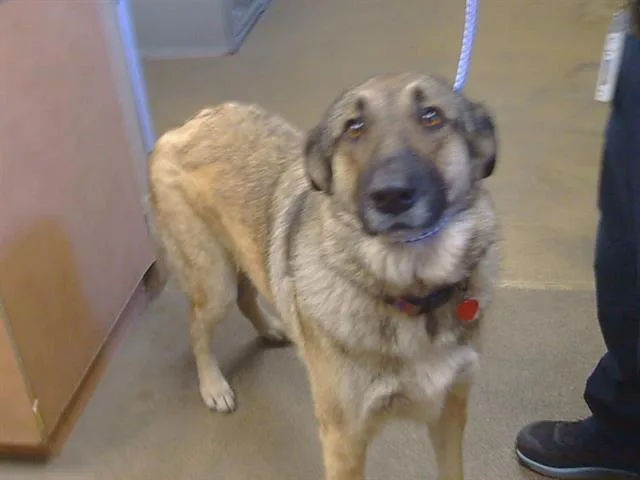 A young large-sized female German Shepherd Dog dog named Charlie for adoption in Sacramento, CA
