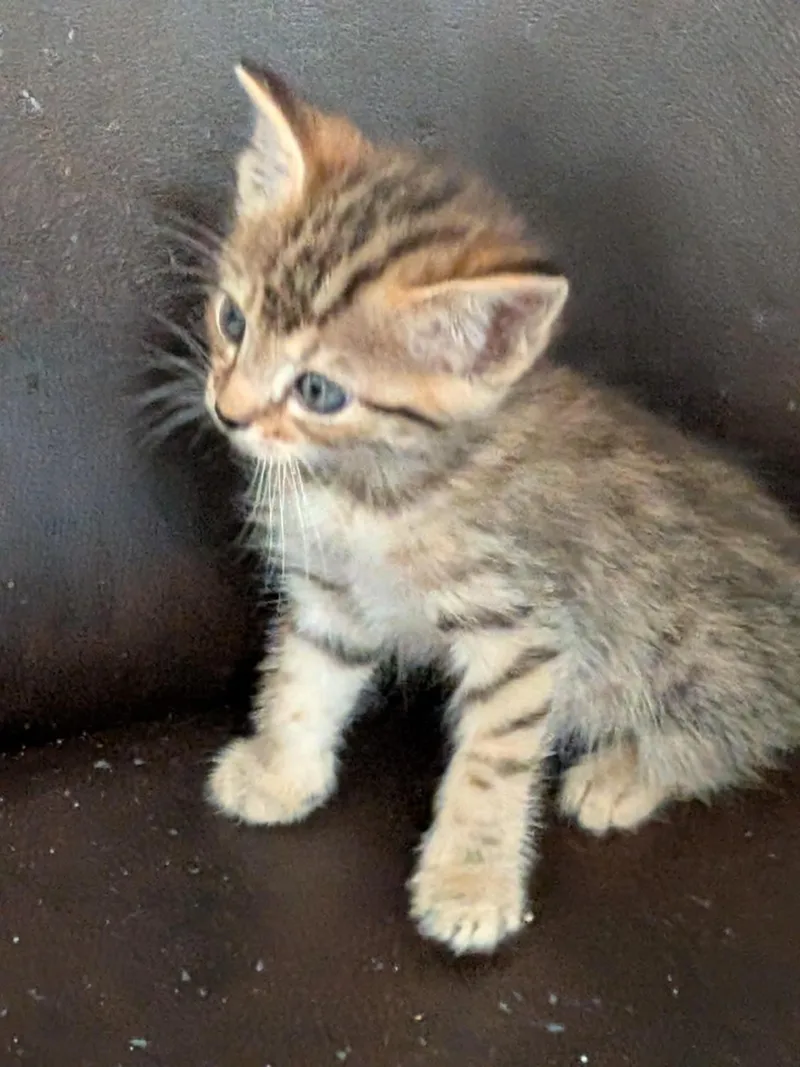 Lickin Paw thumbnail 2