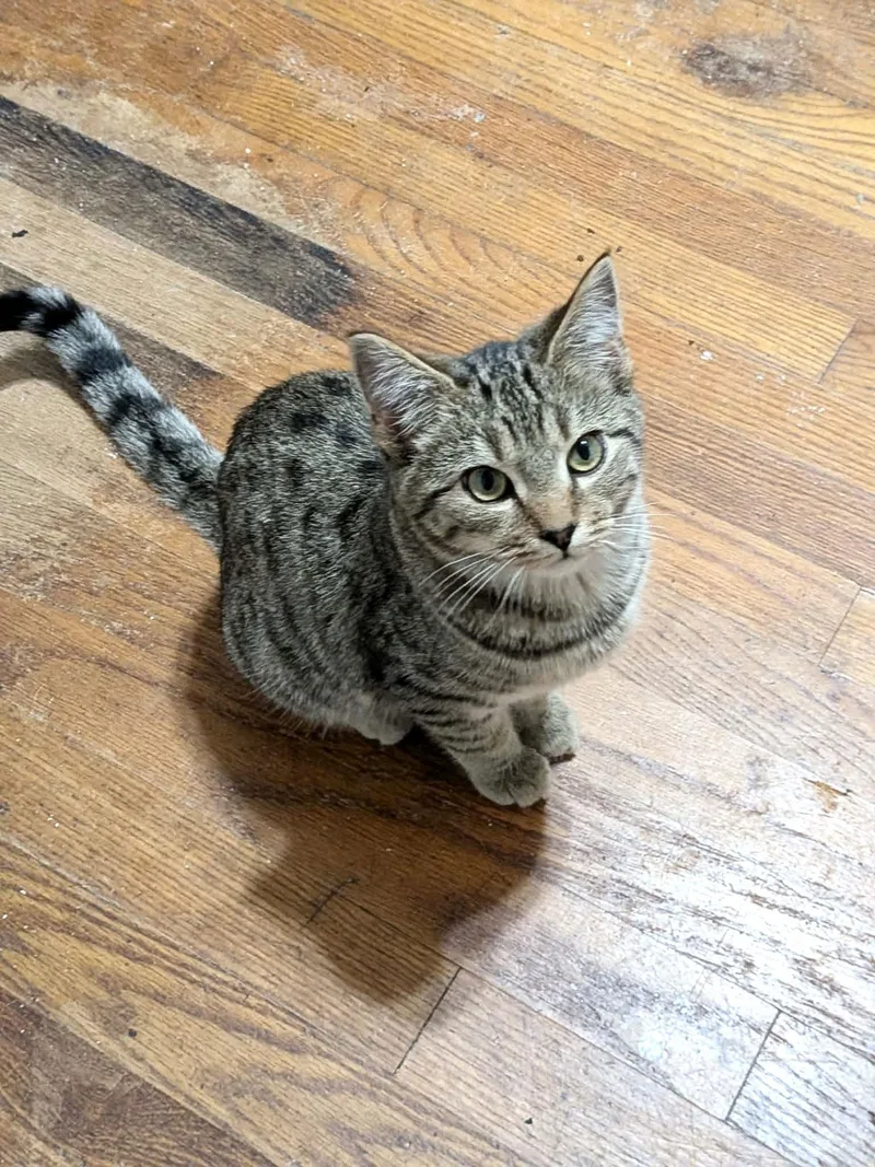 Lickin Paw thumbnail 3