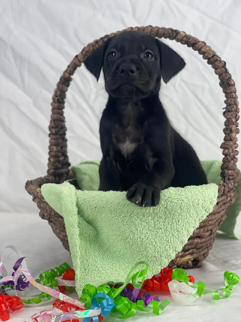 Mj The Lab Mix thumbnail 2