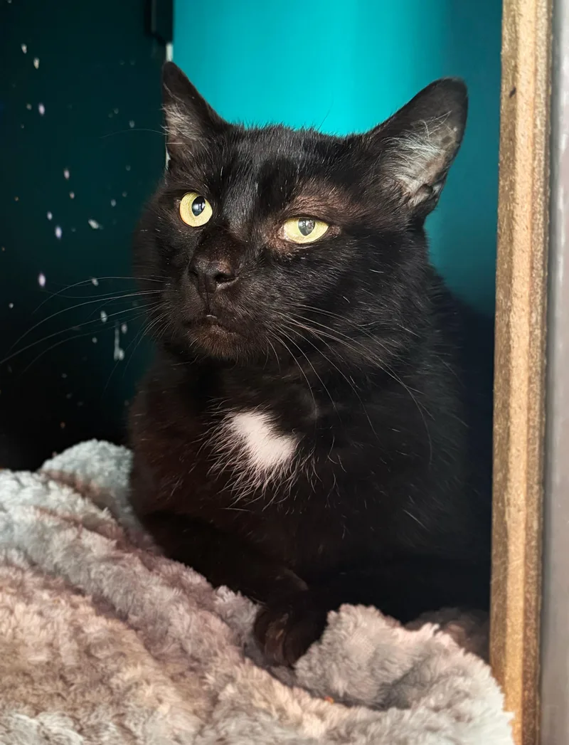 An adult large-sized male Black Domestic Short Hair cat named Gorilla for adoption in Asheville, NC