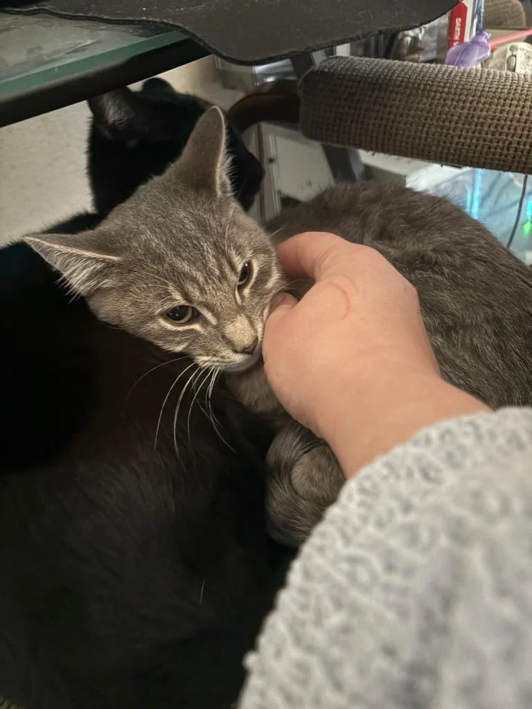 A baby medium-sized male Domestic Short Hair cat named Amulet for adoption in Peoria, AZ