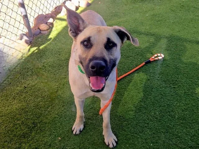 An adult large-sized male Anatolian Shepherd dog named Capone for adoption in Phoenix, AZ