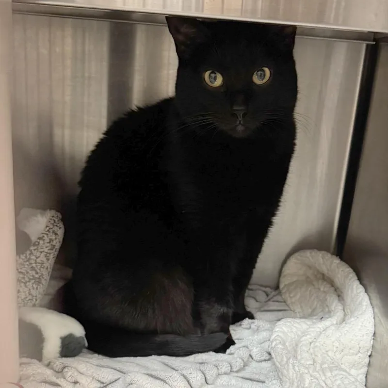 Moondancer