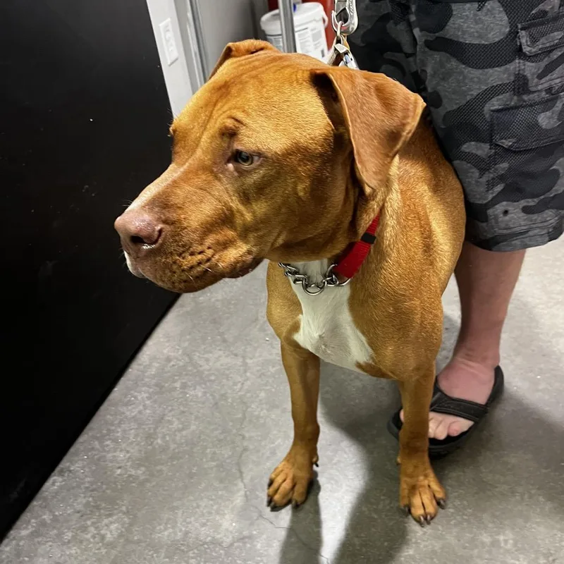 An adult medium-sized male Brown / Chocolate Terrier dog named Trey for adoption in Tampa, FL