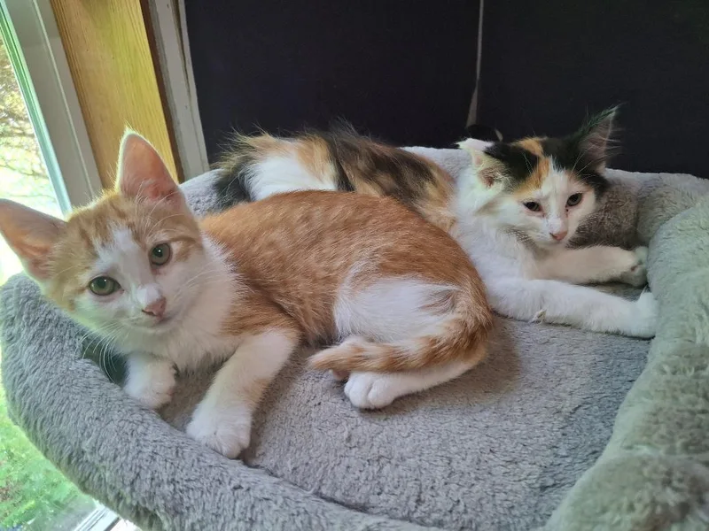 A baby medium-sized male Domestic Short Hair cat named Purcey for adoption in Coldwater, MI