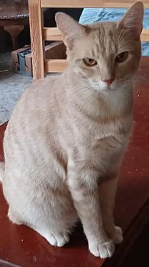 Ting Ting thumbnail 2