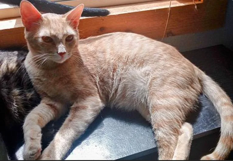 Ting Ting thumbnail 5