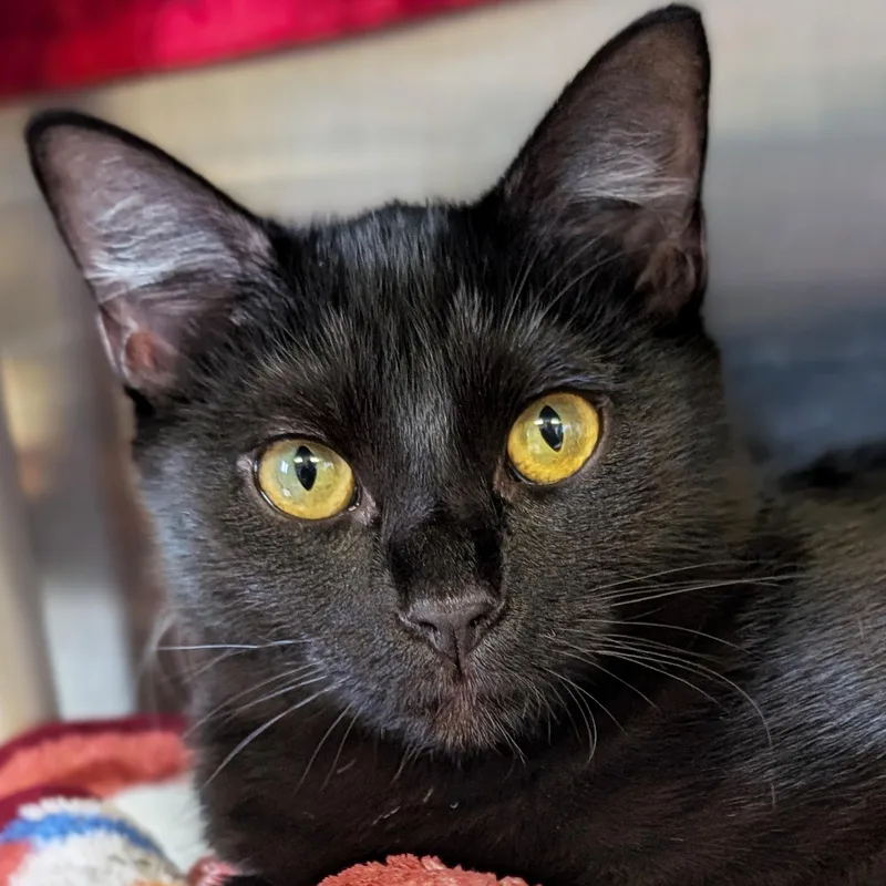 A young medium-sized female Domestic Short Hair cat named Olive for adoption in Jefferson, WI