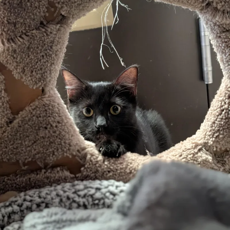 Olive thumbnail 2