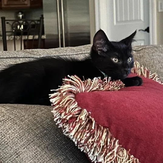 Duchess thumbnail 3