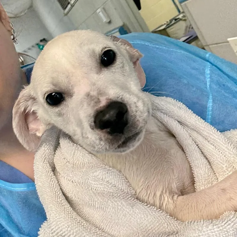A baby medium-sized male Yellow / Tan / Blond / Fawn Mixed Breed dog named Cloud for adoption in New York, NY