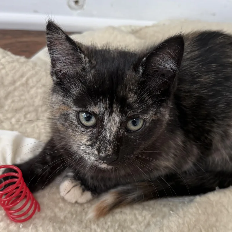 A baby medium-sized female Tortoiseshell Domestic Short Hair cat named Marie for adoption in Buffalo, NY