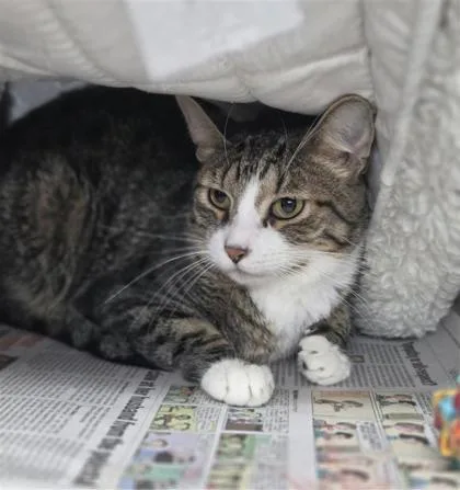 An adult medium-sized male Domestic Short Hair cat named Damon for adoption in Largo, FL