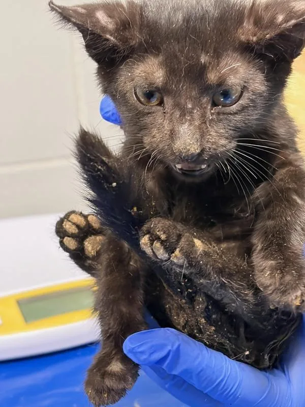 A baby small-sized male Domestic Short Hair cat named Oolong for adoption in Ridgewood, NY