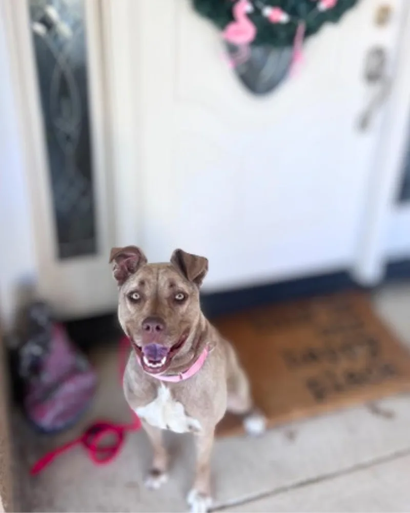 A young medium-sized female Yellow / Tan / Blond / Fawn Pit Bull Terrier dog named Lily for adoption in Valley Village, CA