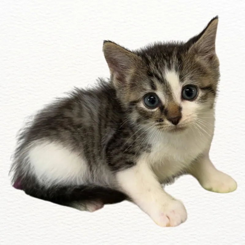 A baby medium-sized male Domestic Short Hair cat named Gunner for adoption in Talbott, TN