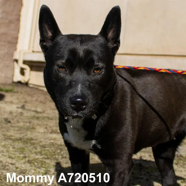 A young medium-sized female Pit Bull Terrier dog named Mommy for adoption in Sacramento, CA