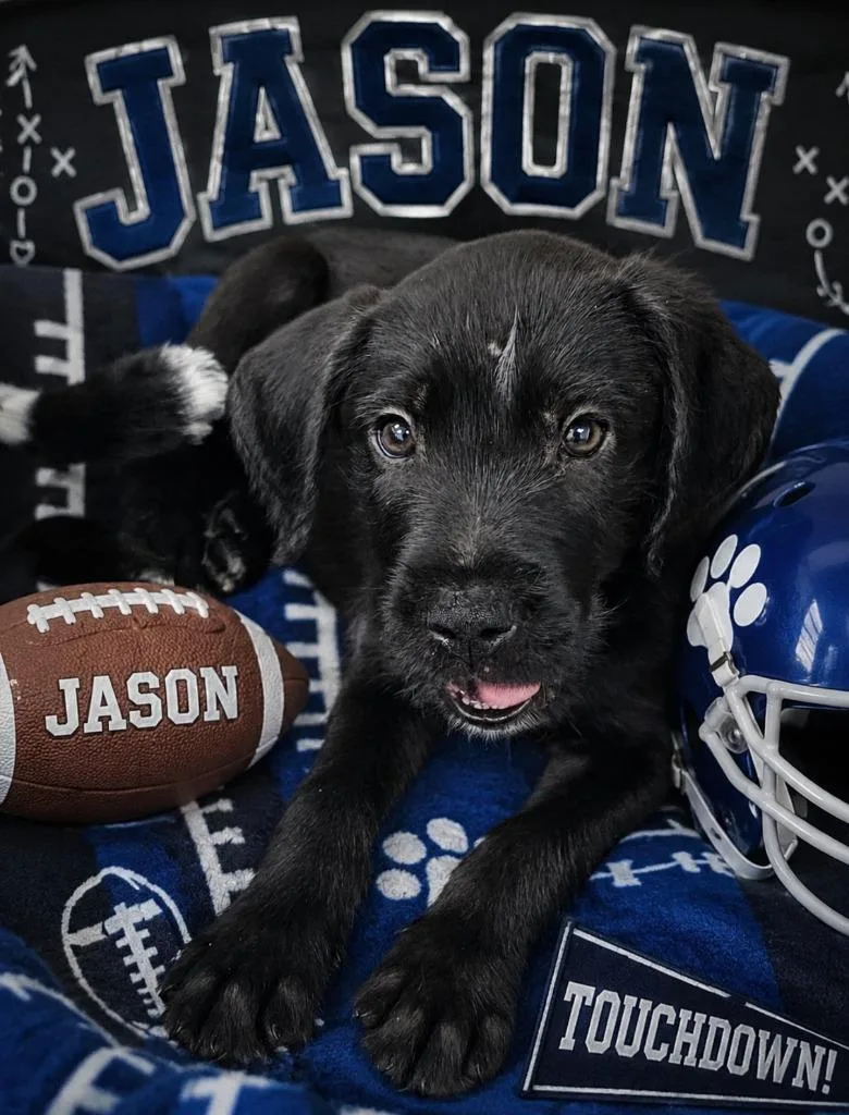 A baby large-sized male Golden Retriever dog named Jason for adoption in Washington Court House, OH