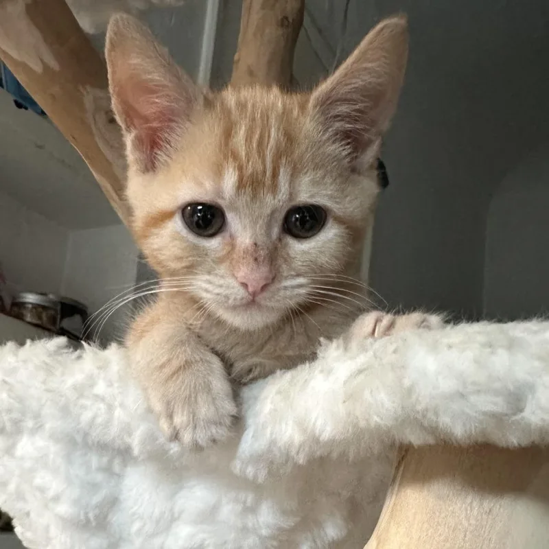 A baby small-sized female Orange / Red Domestic Short Hair cat named Kinako for adoption in Los Angeles, CA