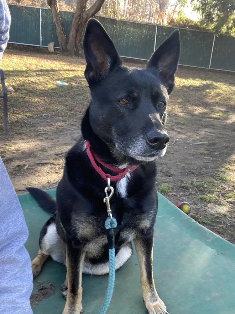 Waffles Aka Mrs. Woowoo thumbnail 2