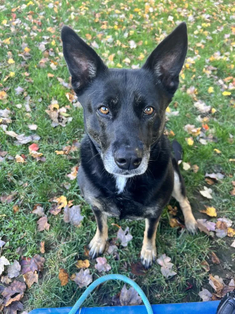 Waffles Aka Mrs. Woowoo thumbnail 4