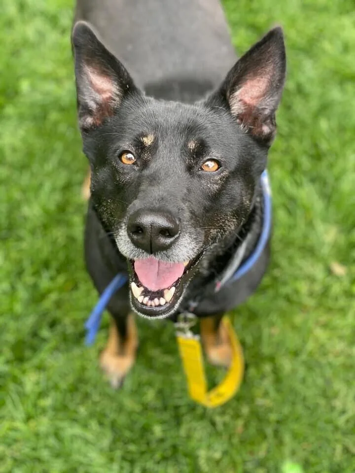 Waffles Aka Mrs. Woowoo thumbnail 6