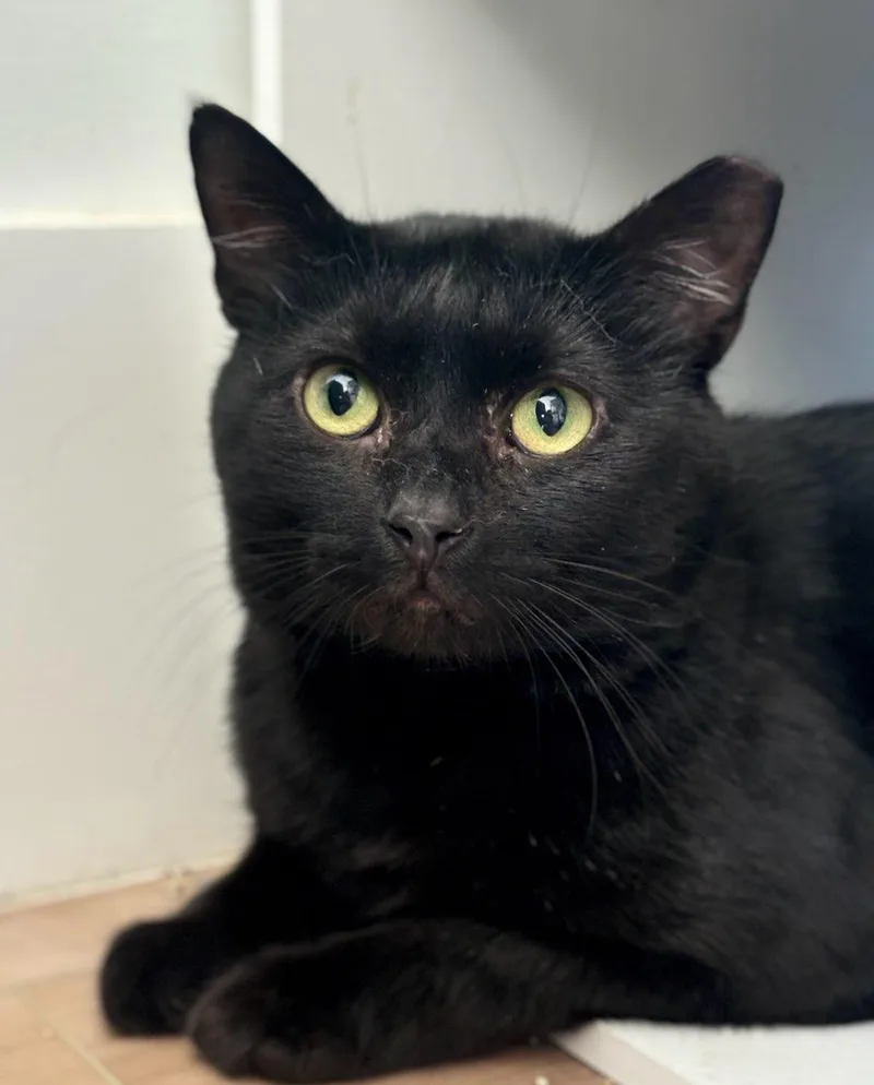 An adult medium-sized male Domestic Short Hair cat named Wishing Well for adoption in Wilmington, NC