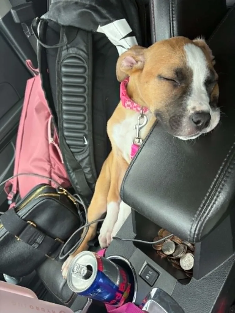 A baby medium-sized female Pit Bull Terrier dog named Raleigh for adoption in Kansas City, MO