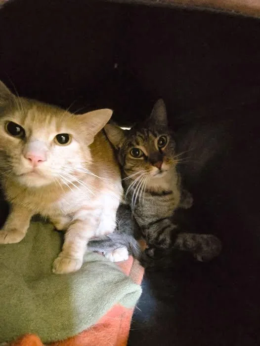 An adult large-sized female Tabby (Buff / Tan / Fawn) Domestic Short Hair cat named Belle for adoption in Prineville, OR
