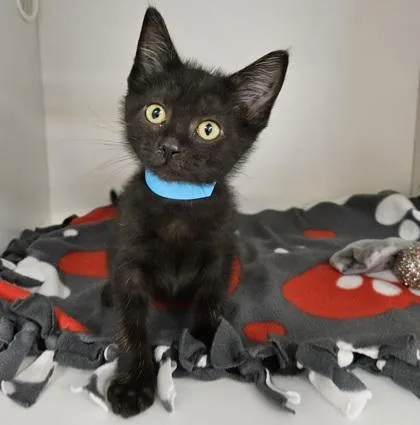 A baby medium-sized male Domestic Short Hair cat named Pepper for adoption in Verona, WI