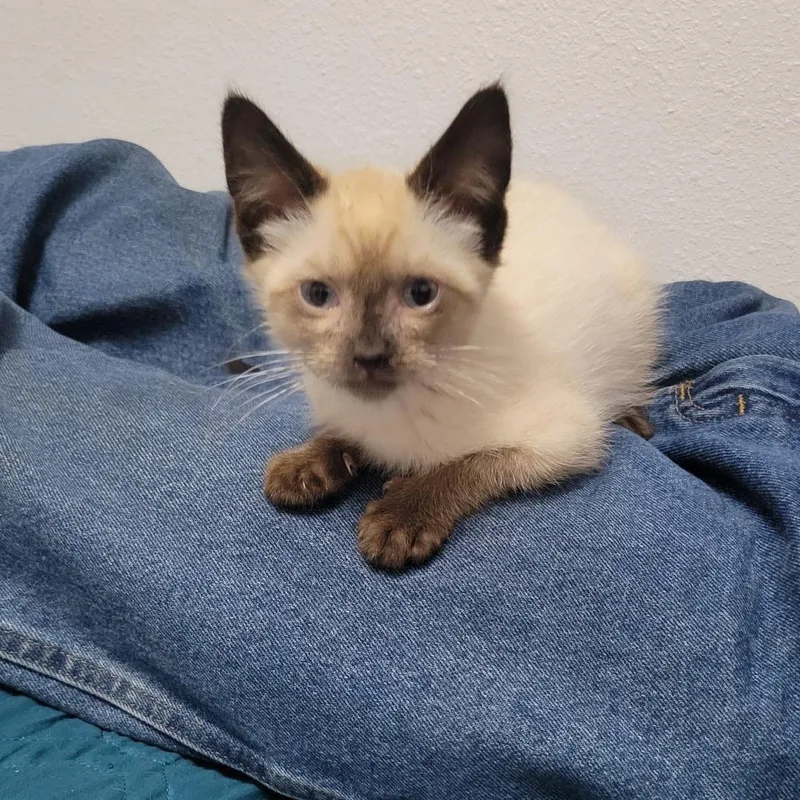 A young small-sized female Cream / Ivory Domestic Short Hair cat named Maple for adoption in Bismarck, ND