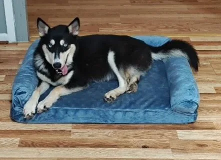 An adult medium-sized female Bicolor Siberian Husky dog named Sasha for adoption in Houston, TX