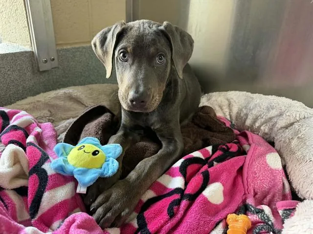 A baby small-sized female Doberman Pinscher dog named Dandelion for adoption in Tustin, CA