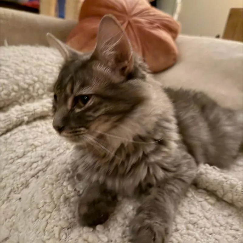 A young small-sized male Gray / Blue / Silver Domestic Long Hair cat named GrisGris for adoption in Los Angeles, CA