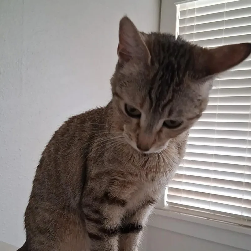 A young small-sized female Torbie Domestic Short Hair cat named Lilly for adoption in Layton, UT